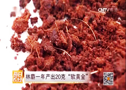 農民養殖林麝，一年產值過百萬